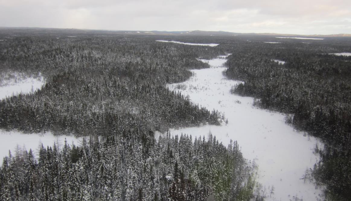 Aerial winter view of forest and snow-covered wetlands at Caledonia Brook